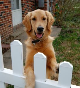 puppy picket fence