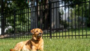 Puppy Picket Fence