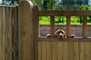 best dog fences